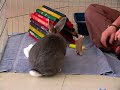 Is a Rabbit the Right Pet for You? A Video by the Marin Humane Society