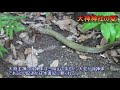 奈良県のパワースポット大神神社 蛇現れる