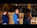 Horses are much more funny than cats - Funny horse videos 2018