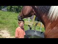 Horses are much more funny than cats - Funny horse videos 2018