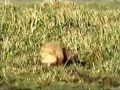 Brutal fight ! Two lions kill hyena with merciless attack !!