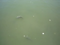 Huge carp eatting crackers my daughter and I were throwing out. This is off the Potomac River in Old Town, Alexandria, VA. ... F