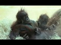 Orang Utan - Zoo Hellabrunn - sex and family -     Familientreffen der anderen Art Teil 2 !!00028