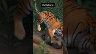 Tiger Vs Wild Boar Jungle Clash
