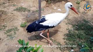 Kinderlied Alle Vögel Sind Schon Da - Neues Aus Der Kita