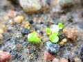 Download Lithop Seeds, Change Of Plans With Great Results Lithop Seeds, Change Of Plans With Great Results
