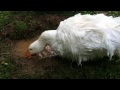 PET SEBASTOPOL GOOSE PLAYING IN MUD PUDDLE Oliver