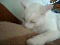 Blanket breastfeeding cat