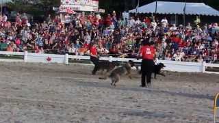 Ottawa Valley SAR Dog Association (MVI 0997)