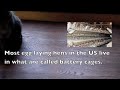 Of cats, hens and battery cages - Animal Law Coalition supports Washington ballot initiative 1130.