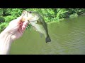 Big Bass all day on Spro Popping Frog (KeeP ReeLing)