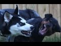 Siberian Husky vs Rottweiler