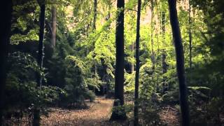 Watch Nest Last Vestige Of Old Joy video