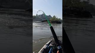 Its Wild On The River Catfish Jigging Sh