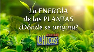 LA ENERGÍA DE LAS PLANTAS | Ciencia Hoy de los CHicos