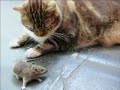 Mouse scares cat! - Friendship Fun ecards - Friendship Greeting Cards