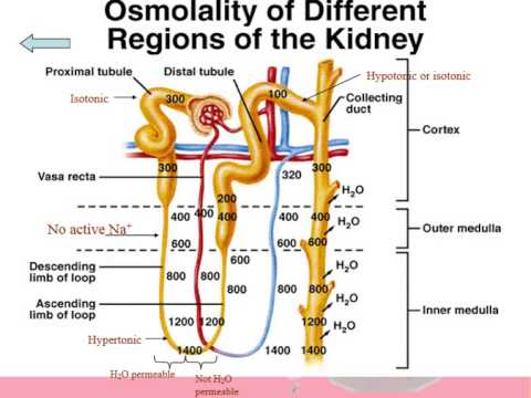 Renal System - Physiology - Part 3 (Regulation of Urine Volume) - YouTube