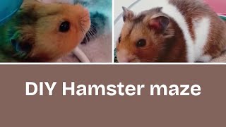 Diy Hamster Maze