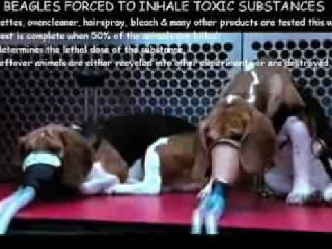 Make Animal Testing History!