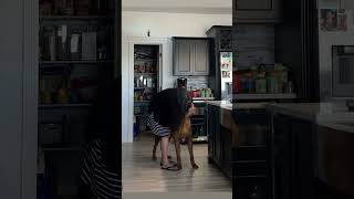 I Love My Dog