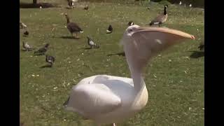 Pelican Swallows A Duck