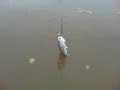 Video de Corvinas no jumping jig