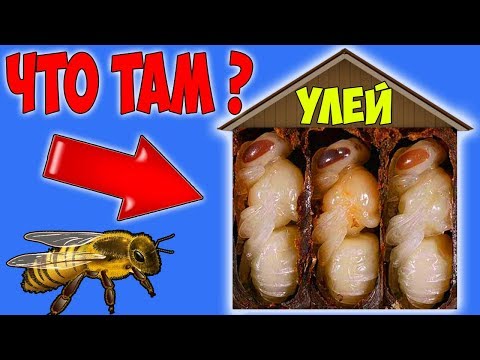 Что Находится Внутри Пчелиного УЛЬЯ? Разоблачение Продавцов Меда Что Находится Внутри Пчелиного УЛЬЯ? Разоблачение Продавцов Меда