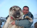 kangal dog