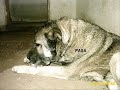kangal dog