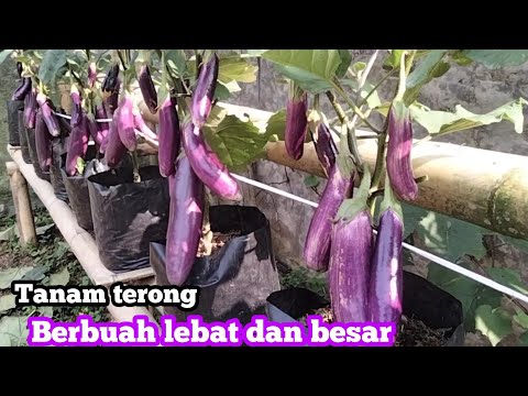 How to plant eggplant in a polybag so that it produces abundant and large fruit || how to plant e...