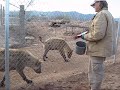 Hyenas Laughing