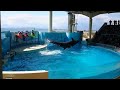 新江ノ島水族館 イルカショー ドルフェリア Enoshima Aquarium Dolphin show