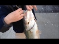 The Lake Heron Daddy: 6-7 Pound Largemouth