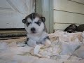 Desent Alaskan Malamutes----Ariel-- This Pup can Howl!
