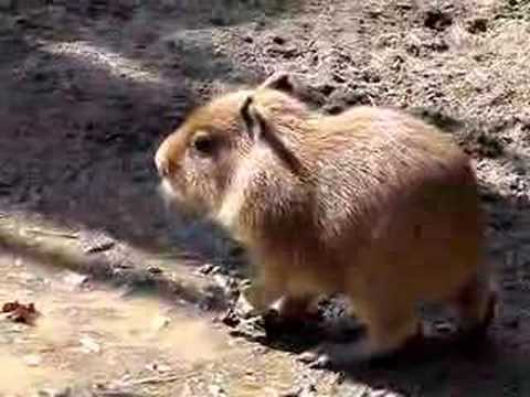 Capybara Baby at saitama zoo