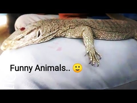 Funny Animals | Have you Seen This Video | Funny Pets| Dx Creation