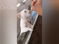 Funny Animals | Have you Seen This Video | Funny Pets| Dx Creation