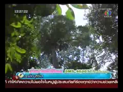 ข่าวทันเหตุการณ์