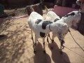 rajasthan goat farming