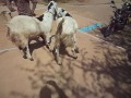 rajasthan goat farming