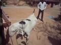 rajasthan goat farming