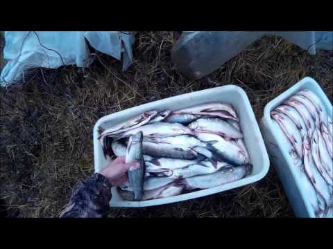 посолить хариуса видео посолить хариуса видео