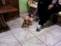 sexo con menores perrita chihuahua caliente se aparea con peluche
