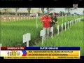 Bandila Xtra: Flood-proof rice and rice that can survive drought