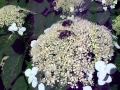 Bees