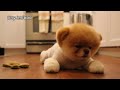 Boo - The World's Cutest Dog - Greatest Hits! ( All Videos HQ ) - MUST SEE!