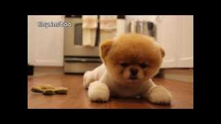 Boo - The World's Cutest Dog - Greatest Hits! ( All s HQ ) - MUST SEE!