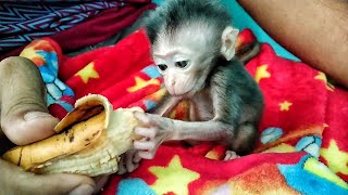 Bathing makes the baby monkey hungry, not satisfied with milk and continues to e