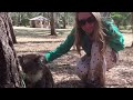 Epic Wild Koala Encounter & Rescue!