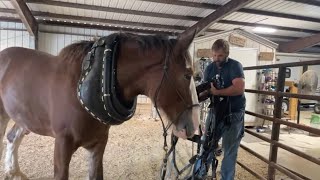 Live Harness Tack Up With Oliver!